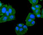 DJ-1 Recombinant Rabbit Monoclonal Antibody (SN07-21)