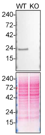 DJ-1 Antibody in Western Blot (WB)