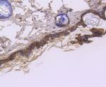 Cytokeratin 1 Antibody in Immunohistochemistry (Paraffin) (IHC (P))