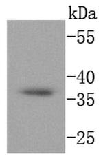 CD68 Antibody in Western Blot (WB)