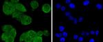 PP2A alpha/beta Recombinant Rabbit Monoclonal Antibody (SN70-08)