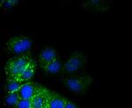 CD49b (Integrin alpha 2) Recombinant Rabbit Monoclonal Antibody (SN0752)
