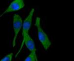 PPP1R1A Recombinant Rabbit Monoclonal Antibody (SN0756)