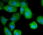 Cytokeratin 4 Antibody in Immunocytochemistry (ICC/IF)