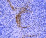 Cytokeratin 4 Antibody in Immunohistochemistry (Paraffin) (IHC (P))