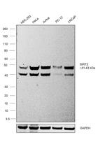 SIRT2 Recombinant Rabbit Monoclonal Antibody (SN70-04)
