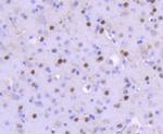 FosB Recombinant Rabbit Monoclonal Antibody (SN703)
