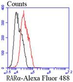RARA Recombinant Rabbit Monoclonal Antibody (SN0725)
