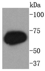Phospho-PKC zeta (Thr560) Antibody in Western Blot (WB)