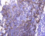 Cytokeratin 4 Antibody in Immunohistochemistry (Paraffin) (IHC (P))