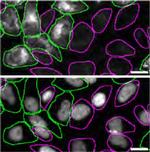 RAB7A Recombinant Rabbit Monoclonal Antibody (SN202-03)