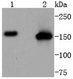SMC1 Antibody in Western Blot (WB)
