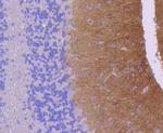 GluR1 Recombinant Rabbit Monoclonal Antibody (SD2010)