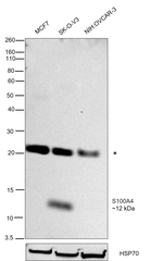 S100A4 Antibody in Western Blot (WB)