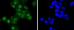 RelB Recombinant Rabbit Monoclonal Antibody (SD07-39)