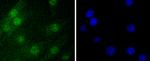 Histone 1F0 Antibody in Immunocytochemistry (ICC/IF)