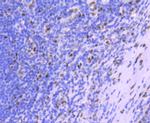 Histone 1F0 Antibody in Immunohistochemistry (Paraffin) (IHC (P))