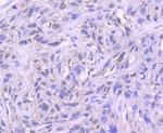 Histone 1F0 Antibody in Immunohistochemistry (Paraffin) (IHC (P))