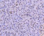 Histone 1F0 Antibody in Immunohistochemistry (Paraffin) (IHC (P))