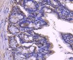 Histone 1F0 Antibody in Immunohistochemistry (Paraffin) (IHC (P))