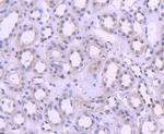 Histone 1F0 Antibody in Immunohistochemistry (Paraffin) (IHC (P))