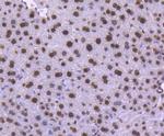 Histone 1F0 Antibody in Immunohistochemistry (Paraffin) (IHC (P))