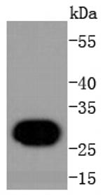 Histone 1F0 Antibody in Western Blot (WB)