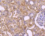 pro-Caspase 7 Antibody in Immunohistochemistry (Paraffin) (IHC (P))