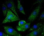 Caspase 5 Recombinant Rabbit Monoclonal Antibody (SD203-2)