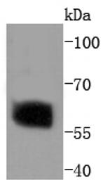 Phospho-SMAD2 (Ser250) Antibody in Western Blot (WB)