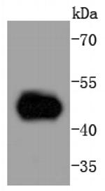MEK5 Antibody in Western Blot (WB)