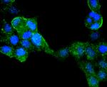 IRF6 Antibody in Immunocytochemistry (ICC/IF)