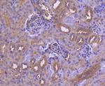IRF6 Antibody in Immunohistochemistry (Paraffin) (IHC (P))