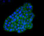 ATF4 Recombinant Rabbit Monoclonal Antibody (SD20-92)
