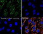 ATF5 Antibody in Immunocytochemistry (ICC/IF)