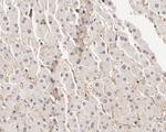 ATF5 Antibody in Immunohistochemistry (Paraffin) (IHC (P))