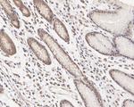 ATF5 Antibody in Immunohistochemistry (Paraffin) (IHC (P))