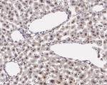ATF5 Antibody in Immunohistochemistry (Paraffin) (IHC (P))