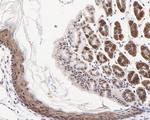 ATF5 Antibody in Immunohistochemistry (Paraffin) (IHC (P))