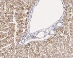 ATF5 Antibody in Immunohistochemistry (Paraffin) (IHC (P))
