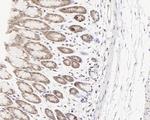 ATF5 Antibody in Immunohistochemistry (Paraffin) (IHC (P))