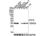 ATF5 Antibody in Western Blot (WB)