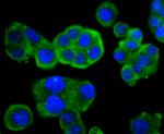 Phospho-MEK1 (Ser298) Antibody in Immunocytochemistry (ICC/IF)