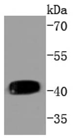 Phospho-MEK1 (Thr292) Antibody in Western Blot (WB)