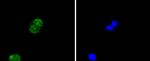 Histone H4 Recombinant Rabbit Monoclonal Antibody (SD209-04)