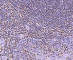 RUNX1/RUNX2/RUNX3 Antibody in Immunohistochemistry (Paraffin) (IHC (P))