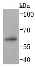 PAX7 Recombinant Rabbit Monoclonal Antibody (SD083-04)