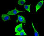 JNK3 Recombinant Rabbit Monoclonal Antibody (SD082-09)