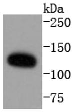 ERK5 Antibody in Western Blot (WB)