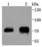 Phospho-c-Raf (Ser43) Antibody in Western Blot (WB)